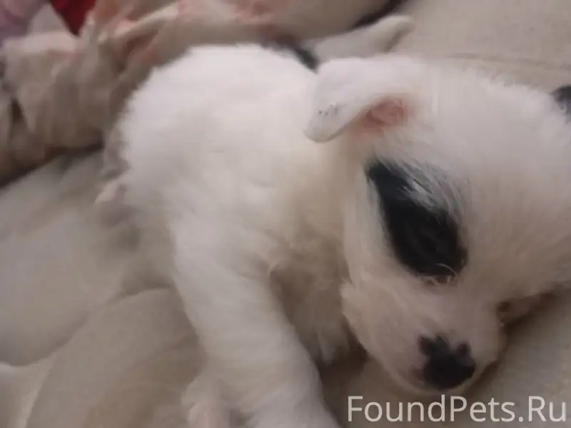 Пропала собака вчера в село Св...