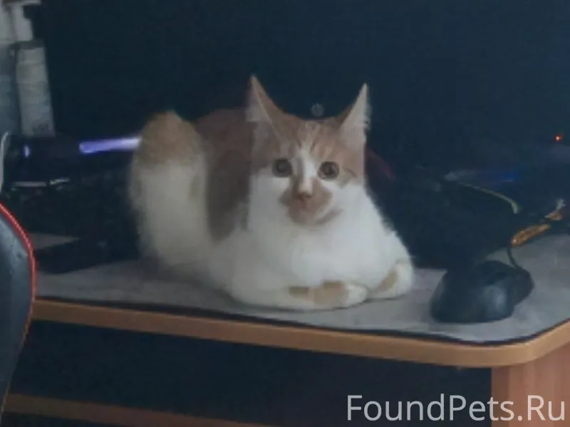 ПРОПАЛА КОШКА Сегодня, 12 февр...