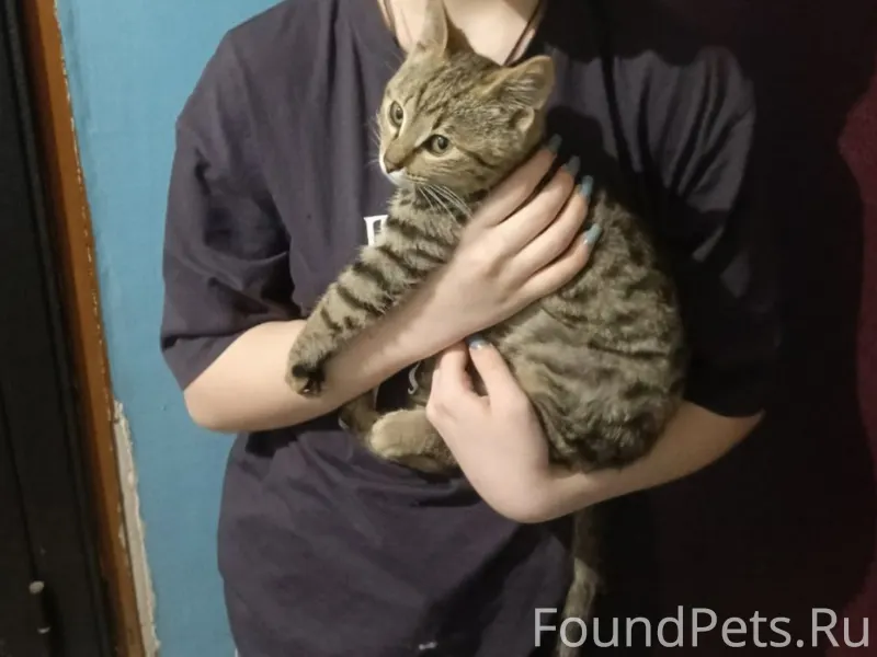 #Калуга Найден котёнок в район...