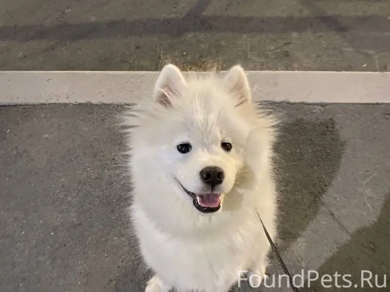 Пропала собака, 12.02 в районе...