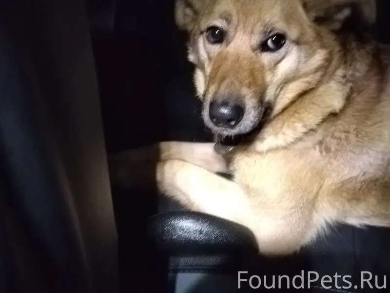 ‼️КОСТРОМА ‼️НАЙДЕНА СОБАКА 🆘🆘...