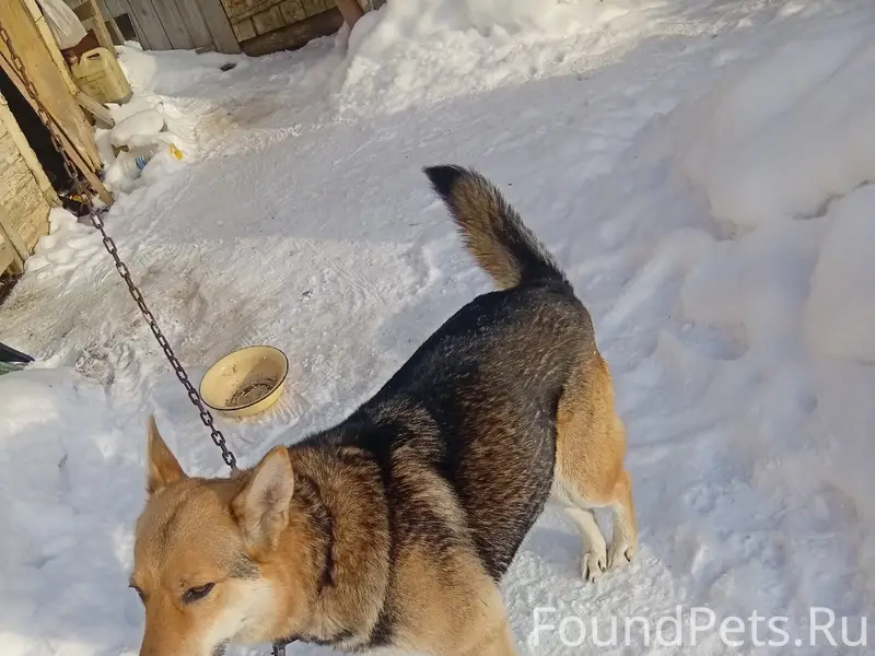 Найдена собака, кобель, между ...