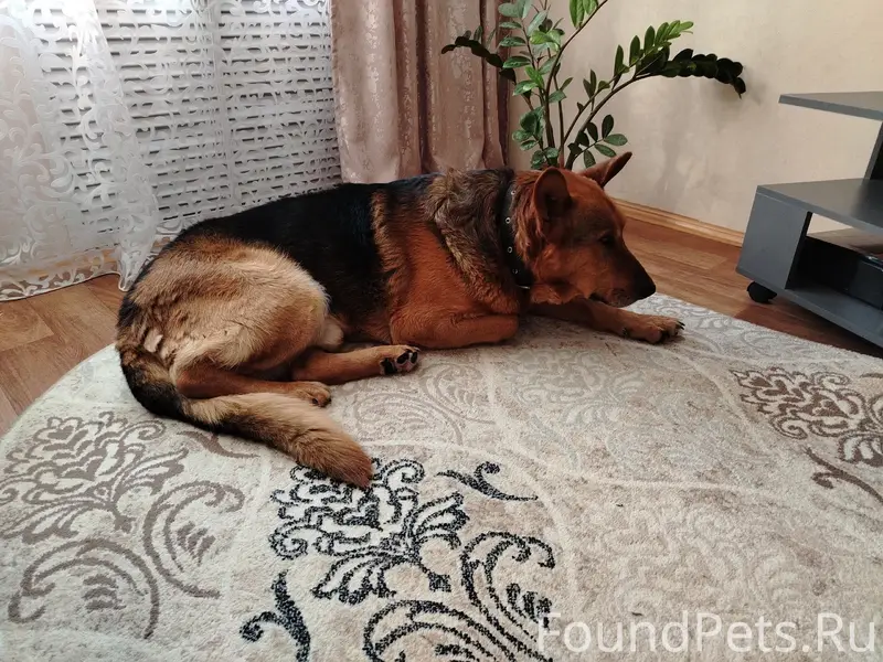 Здравствуйте,найдена собака ок...