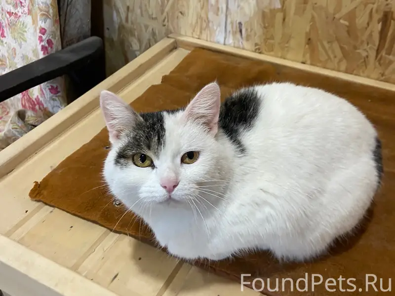 Найдена очень ласковая и очень...