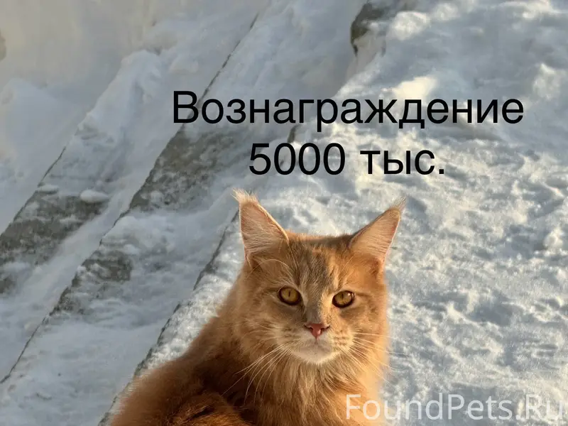 Пропал кот в районе риги! +795...