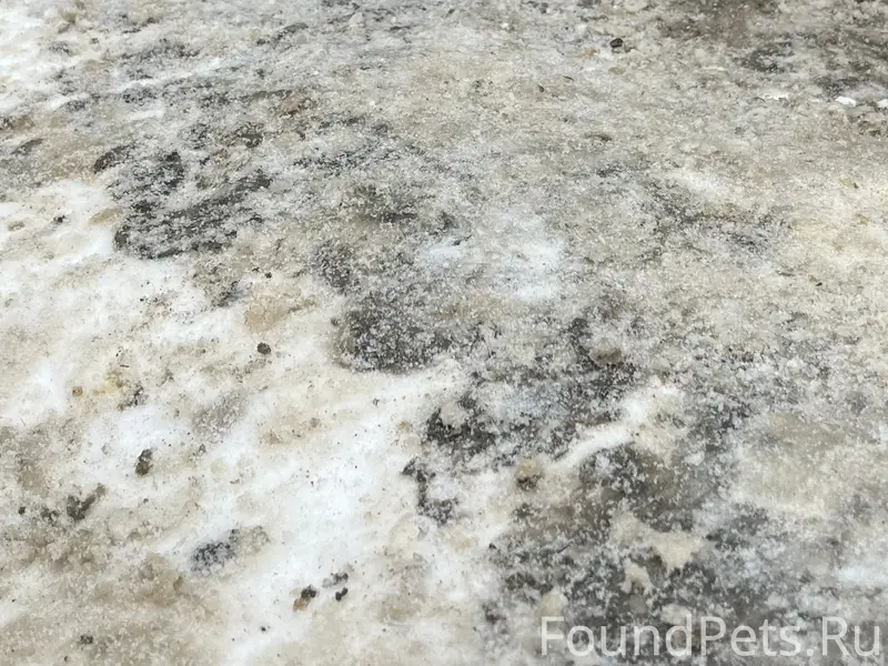 Кто потерял собаку , с ошейник...