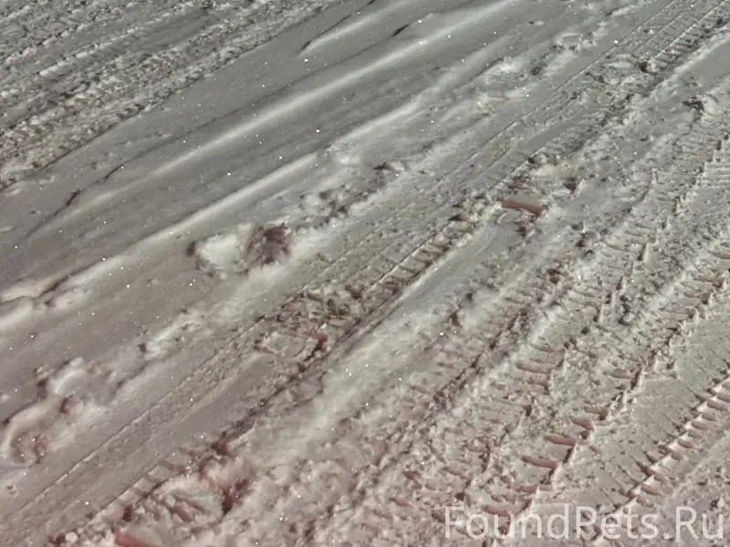 Черный гладошерстный пес бегае...