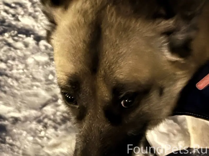 Чья собака лежит в снегу, видн...