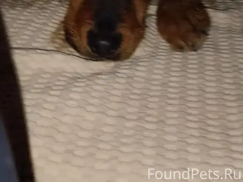 Найдена собака,на обочине.не д...