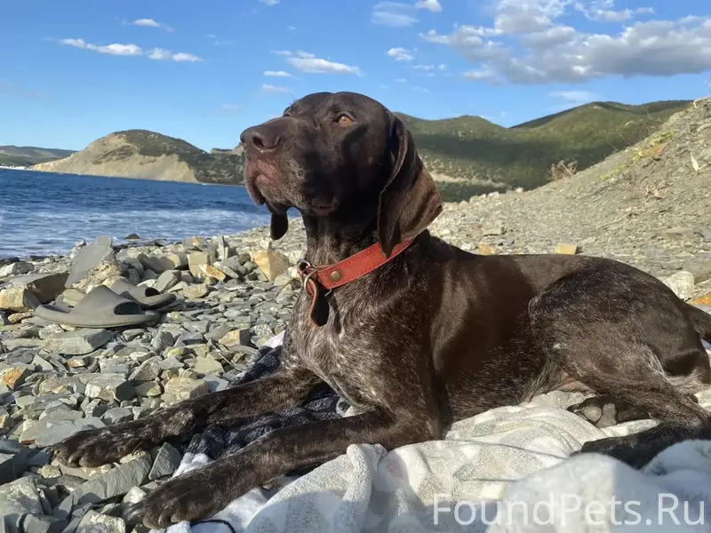 Пропала собака, Курцхаар, 8-мь...