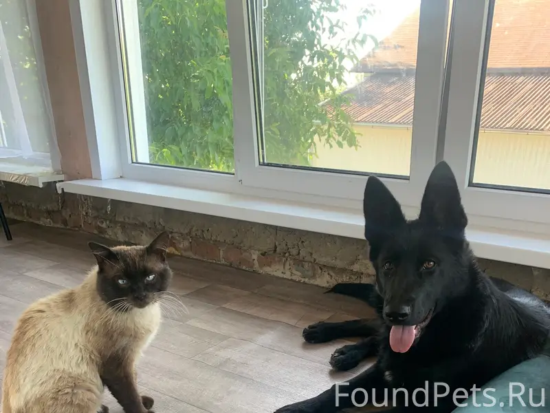 Пропал член семьи кот, зовут Б...