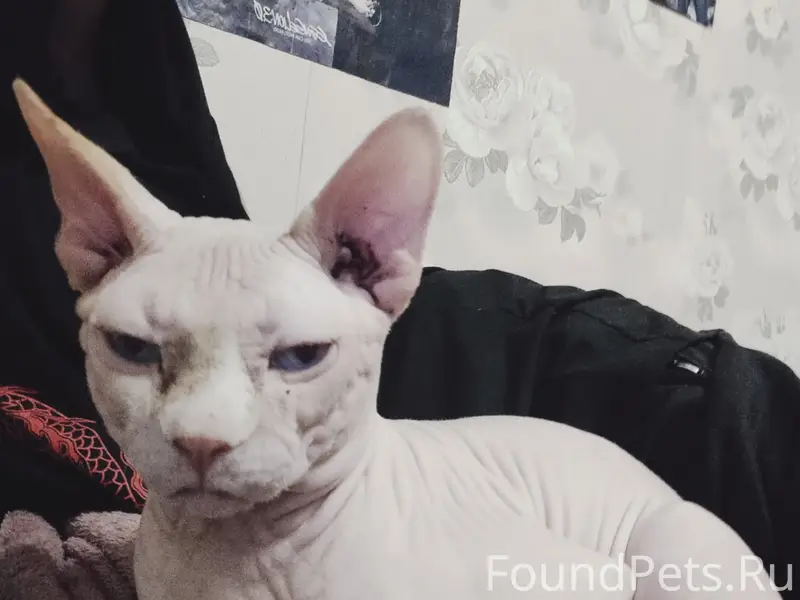 !ПРОПАЛ КОТ! По улице Троицкой...