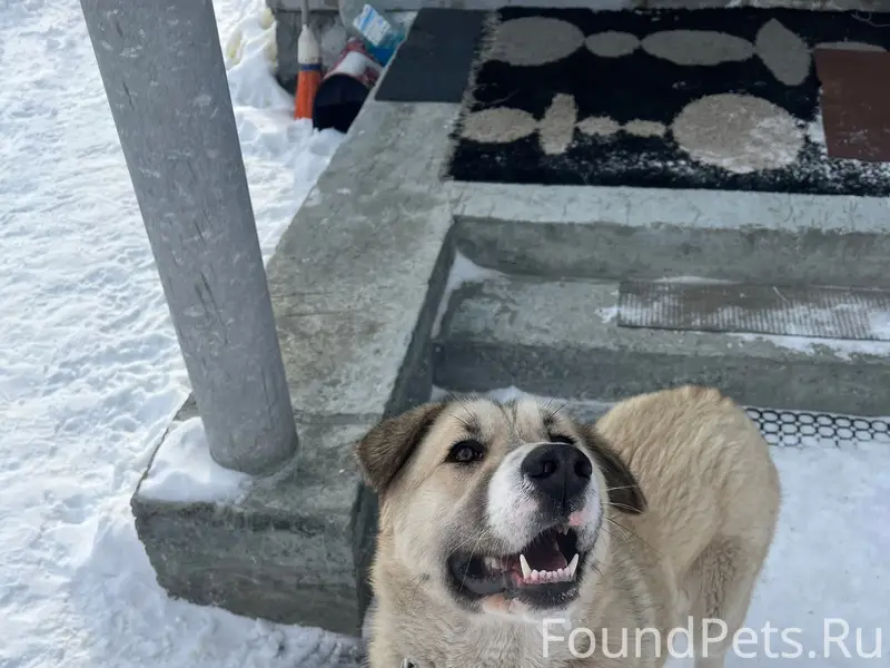 Найдена собака, окрас палевый ...