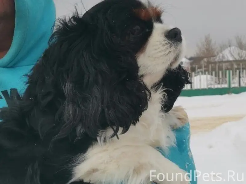 СОС!!! Липецк, и область! У ко...