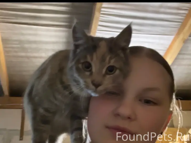 Пропала кошка! Молодая, ласков...