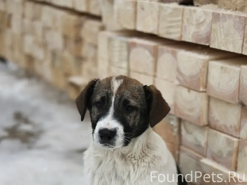 Борисов -Печи,пропал щенок,с п...