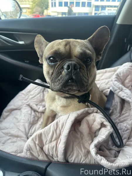 Найдена собака породы Французс...