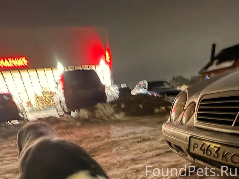 Бегает собака, видно что недав...