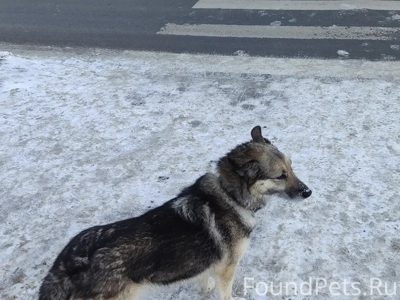 Потерялась собака. Сорвалась с...