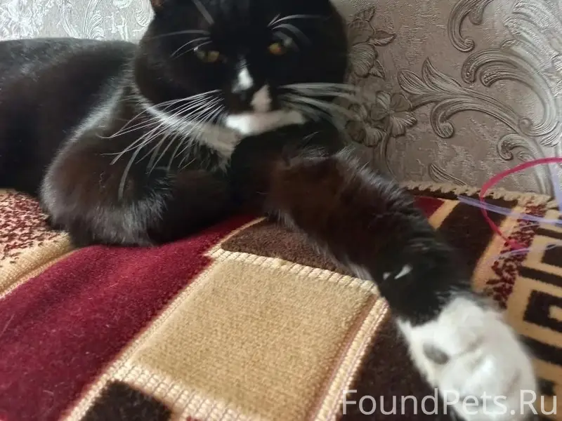 Пропал кот в районе улиц Коопе...