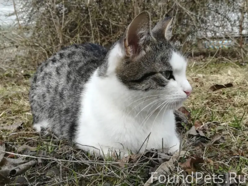 У семьи больших любителей Каши...