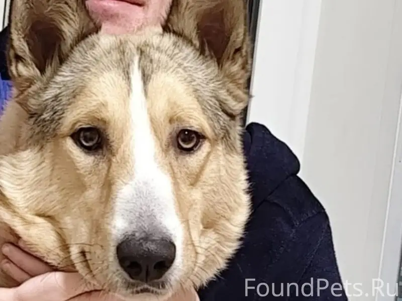 Здравствуйте. Убежал пёс.играл...