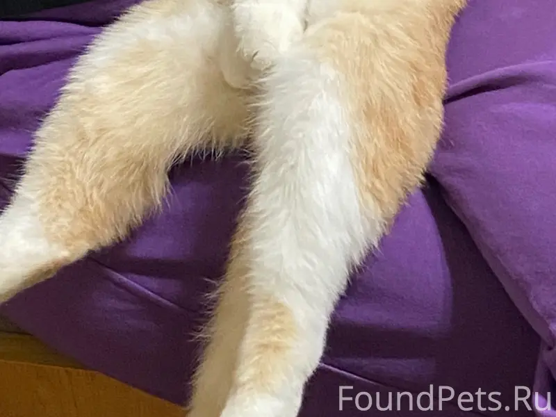 Пропал кот, в районе улиц Коло...