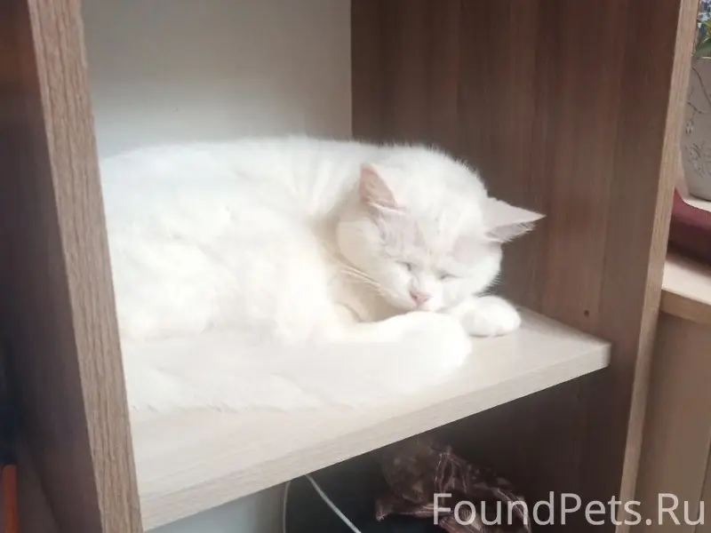 Пропала взрослая кошка. Вчера ...