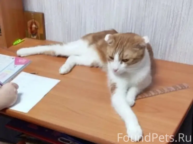 Найден кот на м.жукова д...