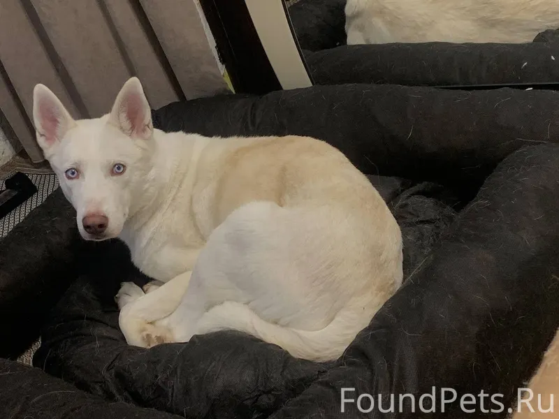 Пропала собака!!! белая окраса...