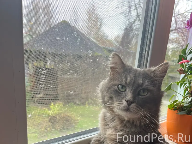 Пропал кот в деревне Большое Н...