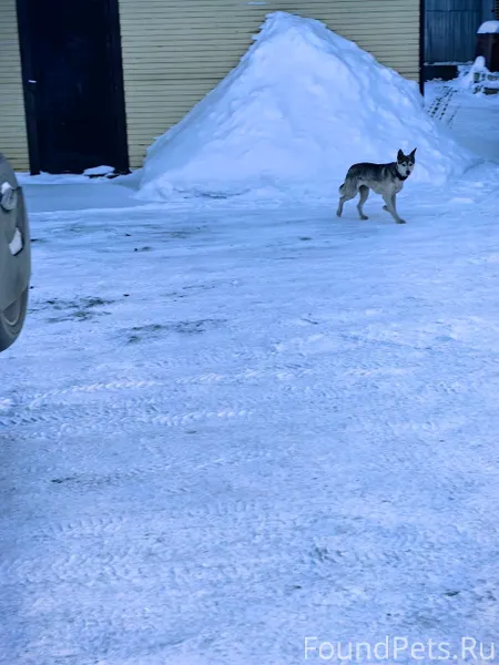 Чья собака? Уважаемые жители н...