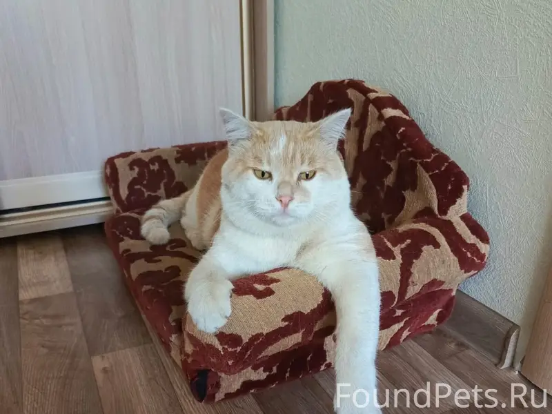 Пропал любимый ❤️кот Васенька ...