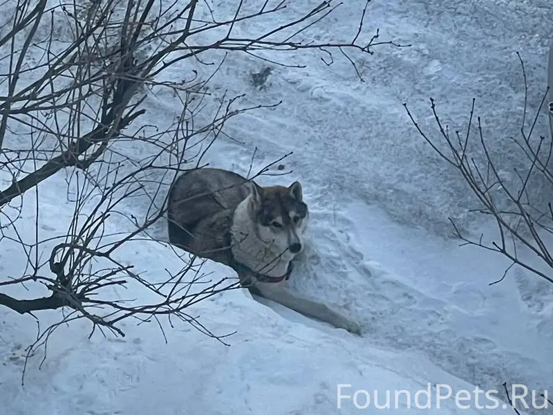 Второй день собака приходит на...