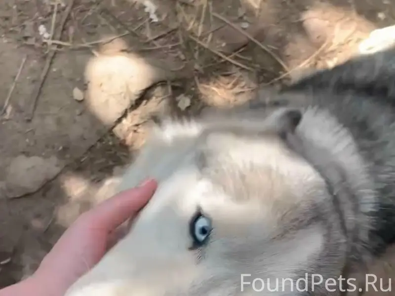 Убежала собака, хаска (зовут К...