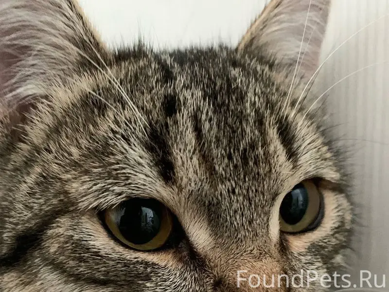 Добрый день, пропал кот около ...