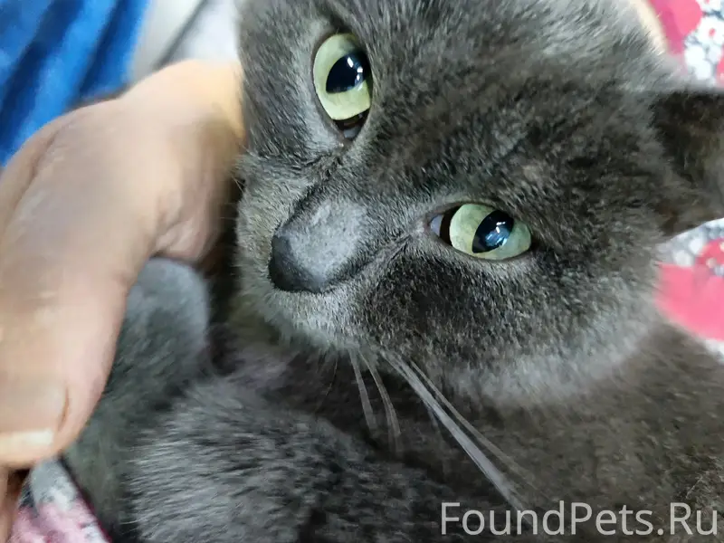 Пропал кот в районе ул. Клубно...