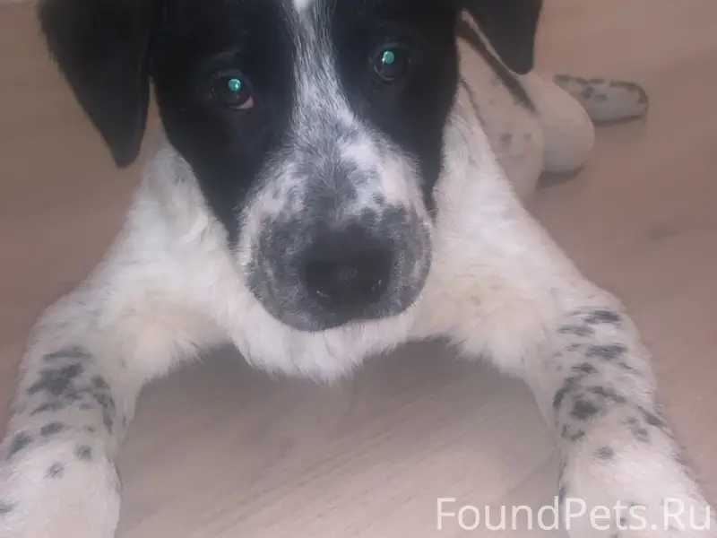 СРОЧНО‼️ Пропала собака по кли...