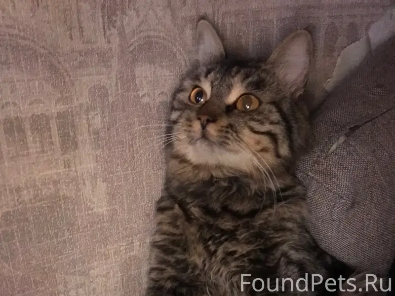 Пропал кот при переезде выбежа...