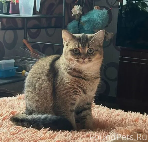 ПРОПАЛА КОШКА! 12.02.2026 улиц...