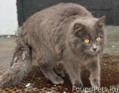 Г. Александров. К магазину в Ч...