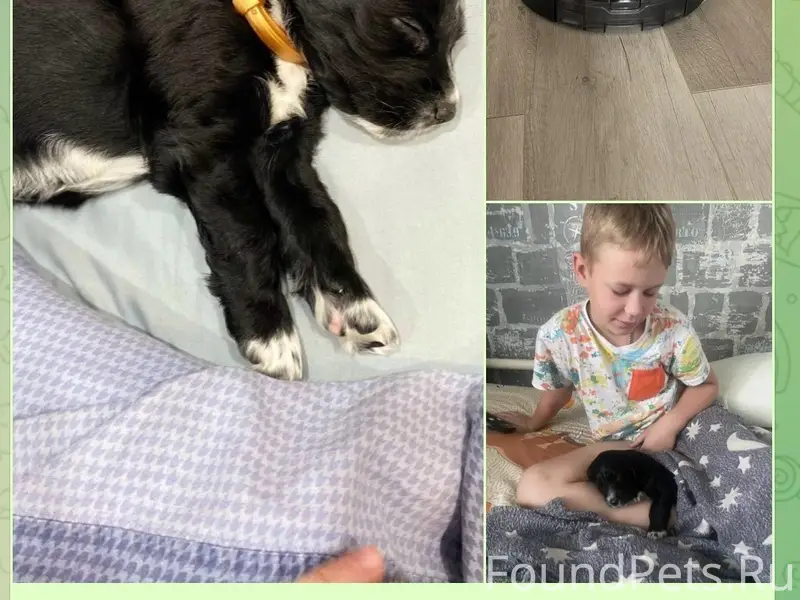 Потерялась собака, помогите на...