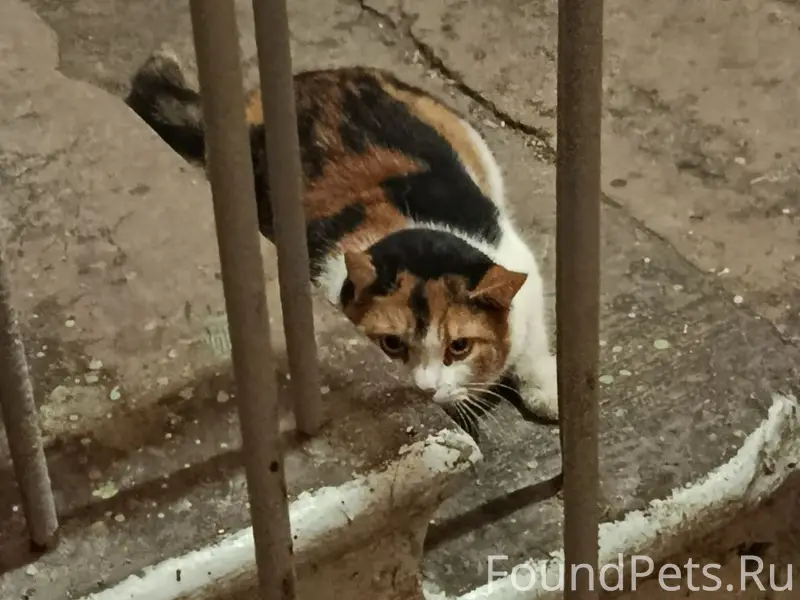 Санкт-Петербург #Найденакошка ...