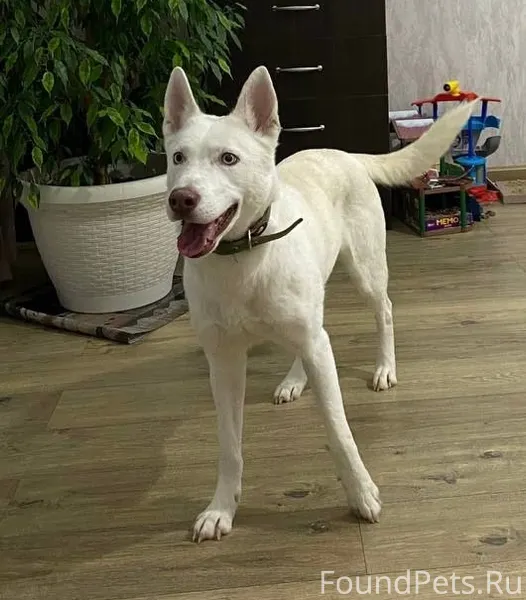 ‼️ 🆘 Джуля сорвалась с поводка...