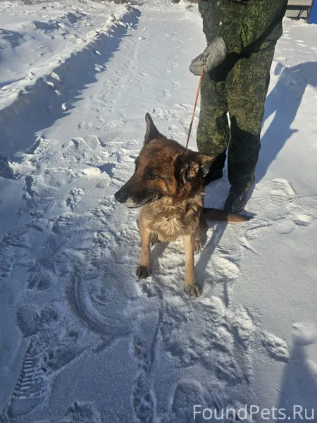 Найдена собака,овчарка. Замерз...