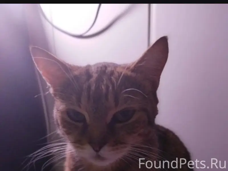 Всем, добрый день. Пропала кош...