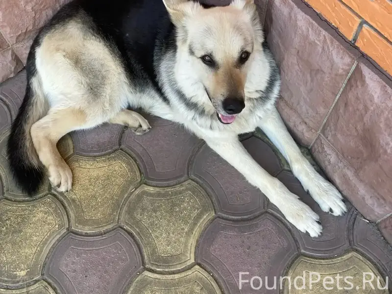 Пропала собака!!! 12 февраля у...