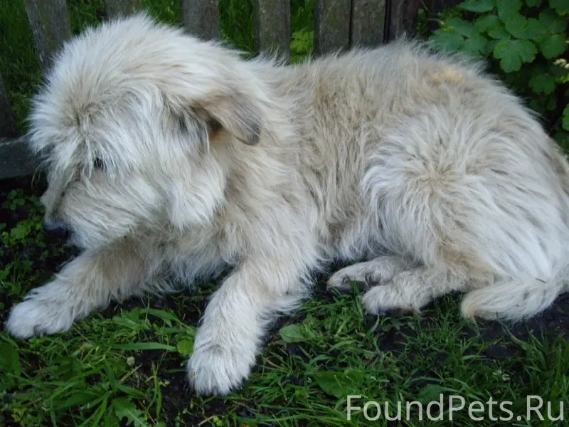 Пропала собака. может кто виде...