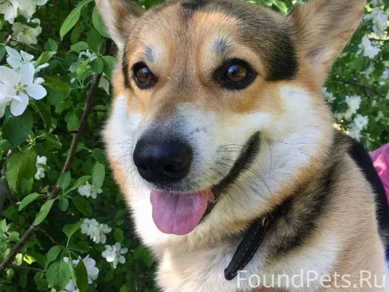 Пропала собака 12.02 в гурьяно...