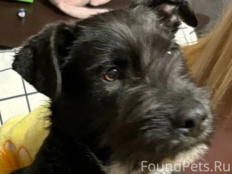 Найден щенок дратхара, на вид ...